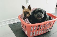 Looking for My Rehomed Yorkie and YorkiePoo Image eClassifieds4u 1