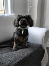 Looking for My Rehomed Yorkie and YorkiePoo Image eClassifieds4u 3