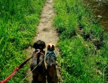 Looking for My Rehomed Yorkie and YorkiePoo Image eClassifieds4u 2