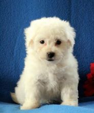 C.K.C MALE AND FEMALE BICHON FRISE PUPPIES AVAILABLE