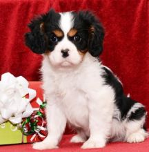 C.K.C MALE AND FEMALE CAVALIER KING CHARLES SPANIEL PUPPIES AVAILABLE