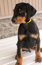 C.K.C MALE AND FEMALE DOBERMAN PINSCHER PUPPIES AVAILABLE
