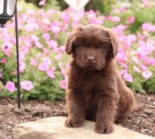 C.K.C MALE AND FEMALE NEWFOUNDLAND PUPPIES AVAILABLE