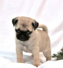 C.K.C MALE AND FEMALE PUG PUPPIES AVAILABLE