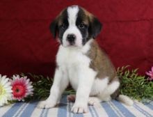 C.K.C MALE AND FEMALE SAINT BERNARD PUPPIES AVAILABLE