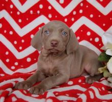 C.K.C MALE AND FEMALE WEIMARANER PUPPIES AVAILABLE