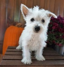 C.K.C MALE AND FEMALE WEST HIGHLAND TERRIER PUPPIES AVAILABLE