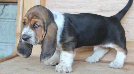 C.K.C MALE AND FEMALE BASSET HOUND PUPPIES AVAILABLE Image eClassifieds4u