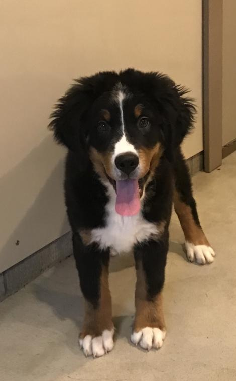 C.K.C MALE AND FEMALE BERNESE MOUNTAIN DOG PUPPIES AVAILABLE️ Image eClassifieds4u