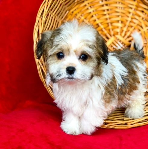 C.K.C MALE AND FEMALE HAVENESE PUPPIES AVAILABLE Image eClassifieds4u