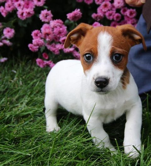 C.K.C MALE AND FEMALE JACK RUSSELL PUPPIES AVAILABLE Image eClassifieds4u
