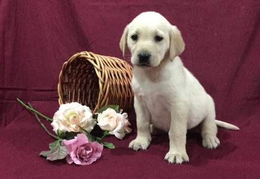 C.K.C MALE AND FEMALE LABRADOR RETRIEVER PUPPIES AVAILABLE Image eClassifieds4u