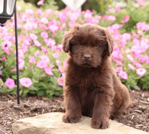 C.K.C MALE AND FEMALE NEWFOUNDLAND PUPPIES AVAILABLE Image eClassifieds4u
