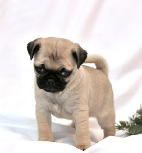 C.K.C MALE AND FEMALE PUG PUPPIES AVAILABLE Image eClassifieds4u