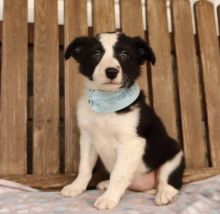 C.K.C MALE AND FEMALE BORDER COLLIE PUPPIES AVAILABLE Image eClassifieds4U