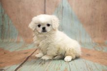 C.K.C MALE AND FEMALE PEKINGESE PUPPIES AVAILABLE Image eClassifieds4U