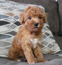 C.K.C MALE AND FEMALE TOY POODLE PUPPIES AVAILABLE Image eClassifieds4U