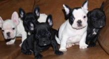 4 French Bulldog Puppies.morgantrinity15@gmail.com