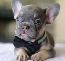 Charming French Bulldog puppies for adoption.morgantrinity15@gmail.com