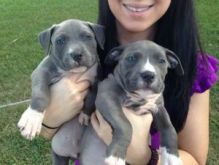 C.K.C MALE AND FEMALE AMERICAN PITBULL TERRIER PUPPIES AVAILABLE️