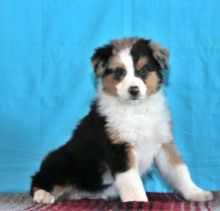 C.K.C MALE AND FEMALE AUSTRALIAN SHEPHERD PUPPIES AVAILABLE