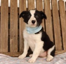 C.K.C MALE AND FEMALE BORDER COLLIE PUPPIES AVAILABLE