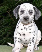 C.K.C MALE AND FEMALE DALMATIAN PUPPIES AVAILABLE