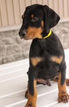 C.K.C MALE AND FEMALE Doberman Pinscher PUPPIES AVAILABLE