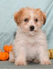 C.K.C MALE AND FEMALE Morkie PUPPIES AVAILABLE