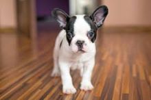 CKC quality French Bulldog Puppy for free adoption!!!morgantrinity15@gmail.com