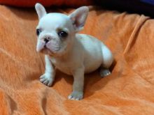 French Bulldog Puppies morgantrinity15@gmail.com