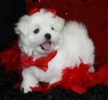 Two Teacup Maltese Puppies Needs a New Family maxtony230@gmail.com