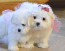 Two Top Class Maltese Puppies Available maxtony230@gmail.com