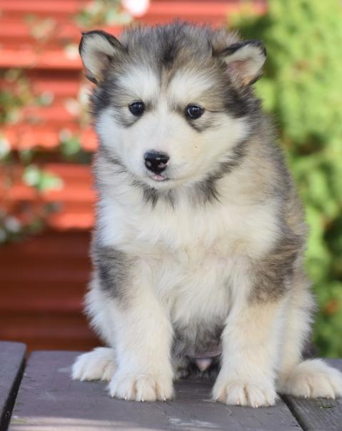 C.K.C MALE AND FEMALE ALASKAN MALAMUTE PUPPIES AVAILABLE Image eClassifieds4u