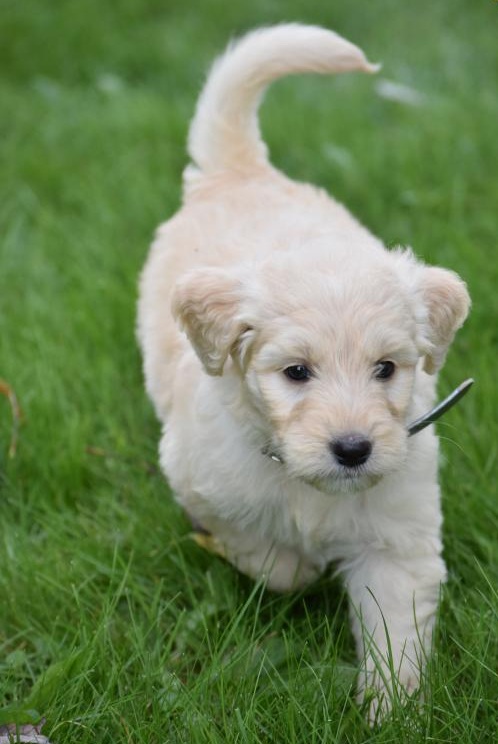 C.K.C MALE AND FEMALE GOLDENDOODLE PUPPIES AVAILABLE️ Image eClassifieds4u