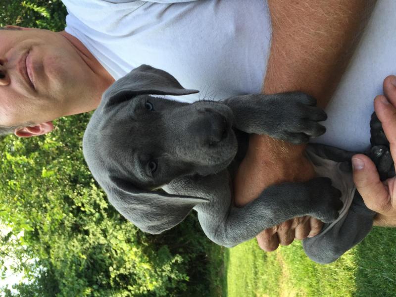 C.K.C MALE AND FEMALE GREAT DANE PUPPIES AVAILABLE] Image eClassifieds4u