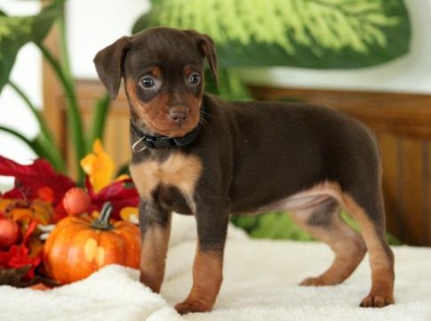 C.K.C MALE AND FEMALE MINIATURE PINSCHER PUPPIES AVAILABLE Image eClassifieds4u