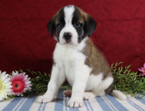 C.K.C MALE AND FEMALE SAINT BERNARD PUPPIES AVAILABLE Image eClassifieds4u
