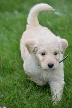 C.K.C MALE AND FEMALE GOLDENDOODLE PUPPIES AVAILABLE️ Image eClassifieds4U