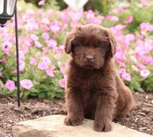 C.K.C MALE AND FEMALE NEWFOUNDLAND PUPPIES AVAILABLE Image eClassifieds4U