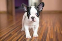 CKC quality French Bulldog Puppy for free adoption!!!morgantrinity15@gmail.com Image eClassifieds4U
