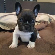 French Bulldog For Rehoming morgantrinity15@gmail.com Image eClassifieds4U