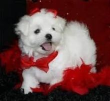 Two Teacup Maltese Puppies Needs a New Family maxtony230@gmail.com Image eClassifieds4U