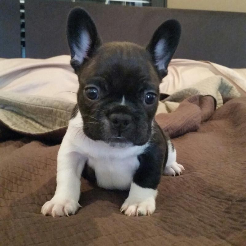 Quality French Bulldog Puppies morgantrinity15@gmail.com Image eClassifieds4u
