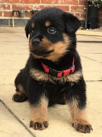 **Home Raised** Kc Reg Rottweiler For sale :Call or Text (709)-500-6186 Image eClassifieds4u