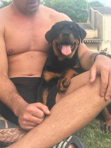 Purebred female rottweiler puppy For More Info :Call or Text (709)-500-6186 Image eClassifieds4u