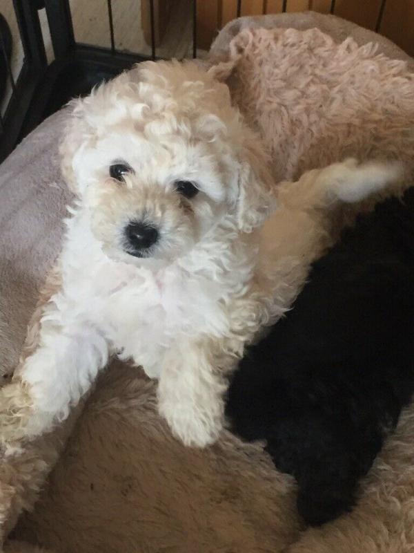 ❤️Toy Poodle puppies male and famales Available - Txt or Call (431) 302-3667❤️ ❤️❤️ Image eClassifieds4u