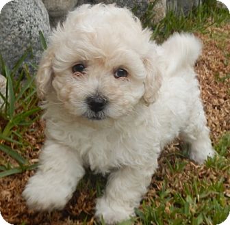 ❤️ ❤️❤️❤️Toy Poodle puppies male and famales Available - Txt or Call (431) 302-3667 Image eClassifieds4u