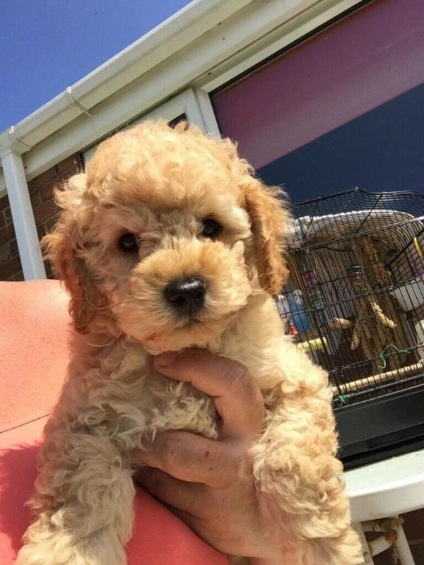 ❤️ ❤️❤️❤️Toy Poodle puppies male and famales Available - Txt or Call (431) 302-3667 Image eClassifieds4u