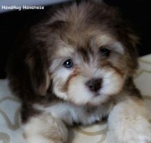 ❤️ ❤️❤️❤️❤️Gorgeous Havanese Puppies Available - (431) 302-3667